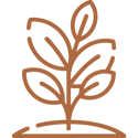 Growth